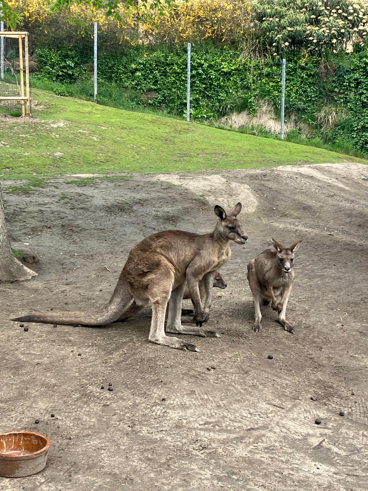 ZOO PRAHA aneb výlet s divokými sedmáky